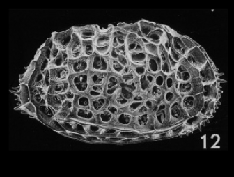 Bradleya mesembrina Mazzini, 2005 from the original description