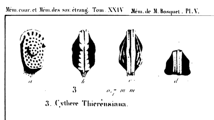 Cythere thierensiana Bosquet, 1852 from the original description