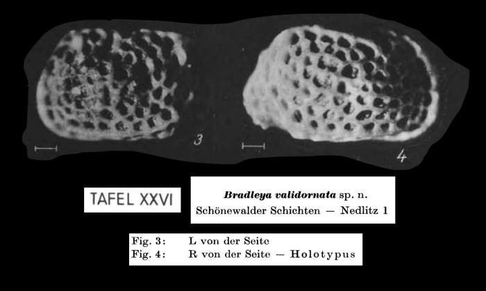 Bradleya validornata Pietrzeniuk, 1969 from the original description