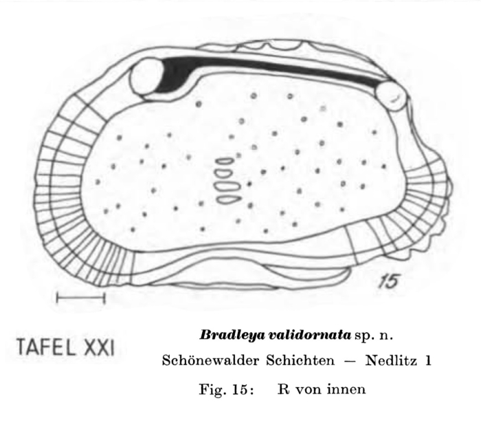 Bradleya validornata Pietrzeniuk, 1969 from the original description