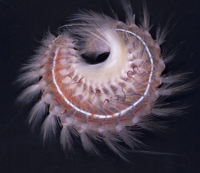 Chloeia inermis from the Challenger Plateau, New Zealand, collected ESNZ, Tan0707, 500 m