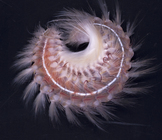 Chloeia inermis from the Challenger Plateau, New Zealand, collected ESNZ, Tan0707, 500 m