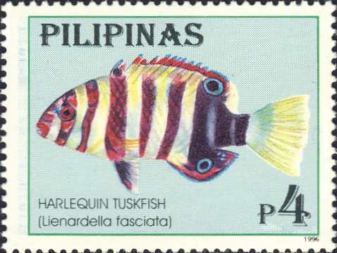 Lienardella fasciata Lienardella fasciata