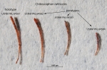 Chitinosiphon rufescens Thalmann & Bermúdez, 1954