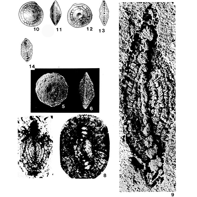 Triadodiscus eomesozoicus (Oberhauser, 1957)