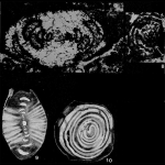 Aulotortus sinuosus Weynschenk, 1956
