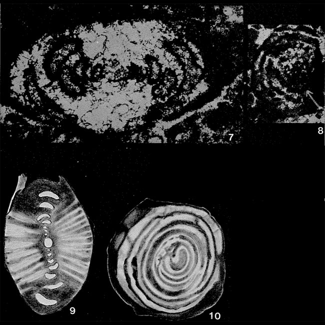 Aulotortus sinuosus Weynschenk, 1956