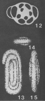 Miliospirella lithuanica Grigelis in Bykova et al., 1958