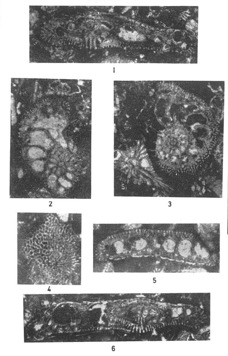 Cuvillierina soezerii Sirel, 1973