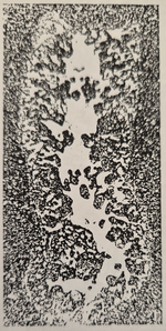 Otaina magna Ramalho, 1990 Holotype