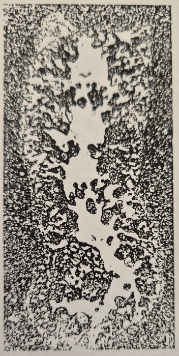 Otaina magna Ramalho, 1990 Holotype