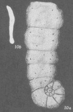 Ammobaculites cuyleri Tappan, 1940