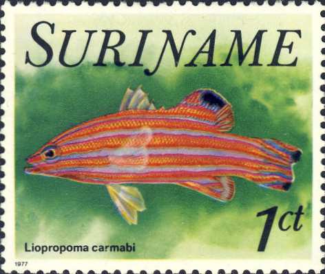 Liopropoma carmabi Liopropoma carmabi