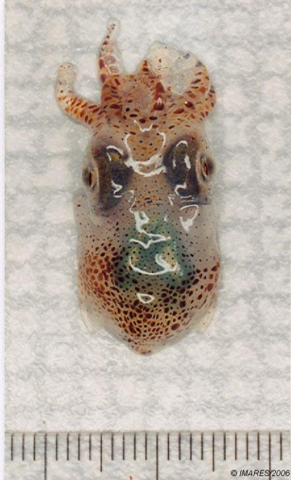 Sepiola atlantica d'Orbigny, 1839 Sepiola atlantica d'Orbigny, 1839
