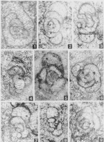 Glomogallerum mlavicensis Urošević, 1995