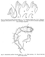 Original description Brachyiulus pusillus kaszabi figs 5, 6