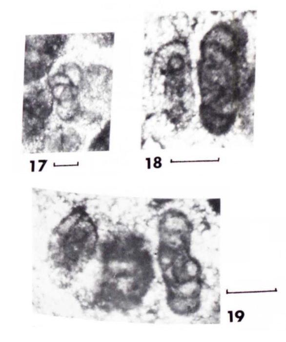 Agathaminella planispira Benjamini, 1988