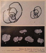 Medovia zonacenzis Borro & Zernetzkij in Zernetskij & Mel'nik, 1975