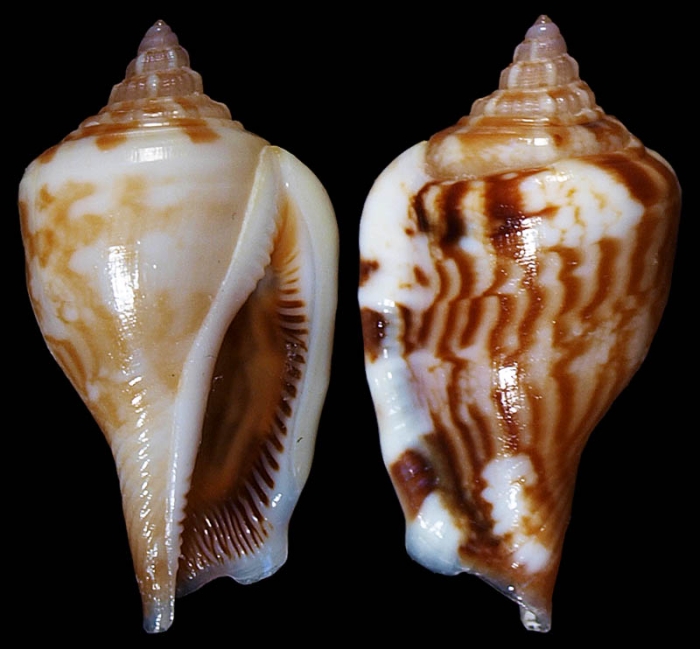 Maculastrombus betuleti (Kronenberg, 1991)