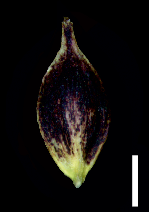 Carex pachacutecii Utricle