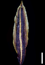 Carex pachacutecii Glume