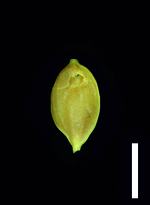 Carex pachacutecii Achene