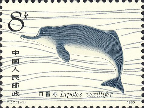 Lipotes vexillifer Lipotes vexillifer