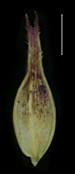 Carex regina Utricle