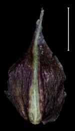 Carex regina Glume