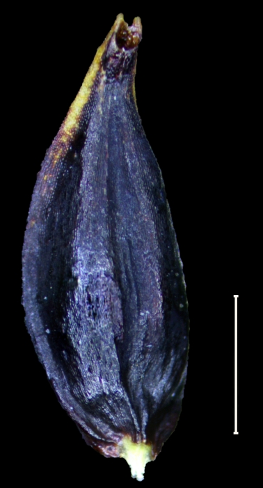 Carex artoriasii Utricle