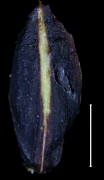 Carex artoriasii Glume