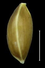 Carex artoriasii Achene