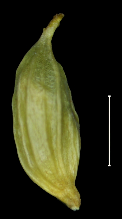 Carex aureochiapensis Utricle