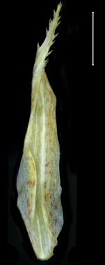 Carex aureochiapensis Glume
