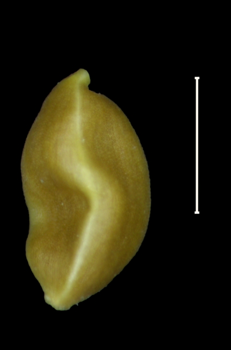 Carex aureochipensis Achene