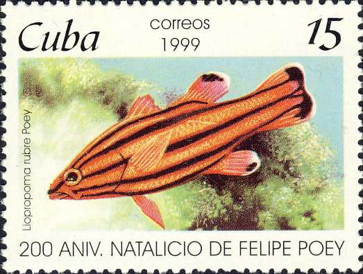 Liopropoma rubre Liopropoma rubre