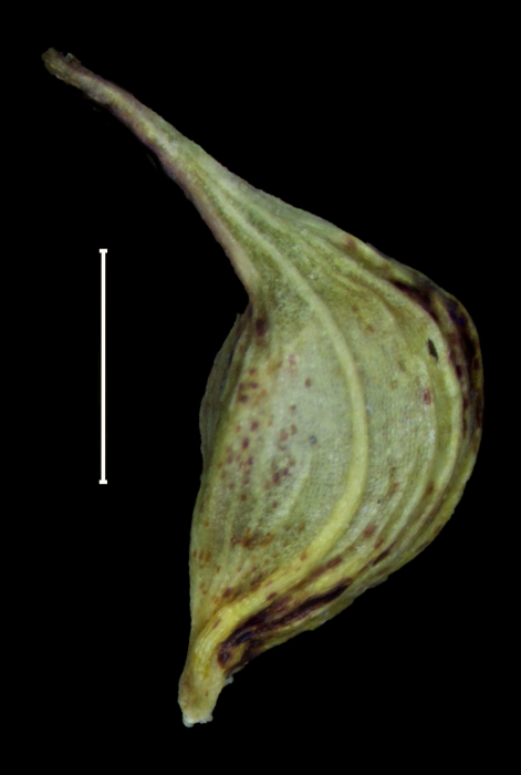 Carex breedlovei Utricle