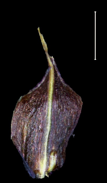 Carex breedlovei Glume