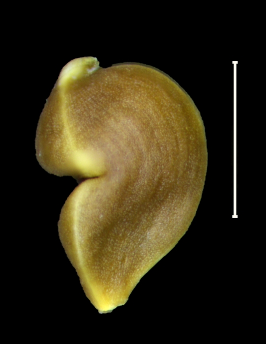 Carex breedlovei Achene