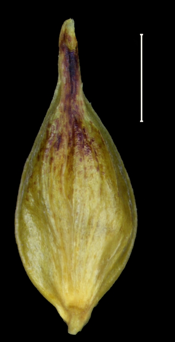 Carex caribea Utricle