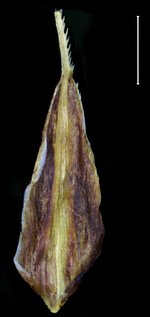 Carex caribea Glume