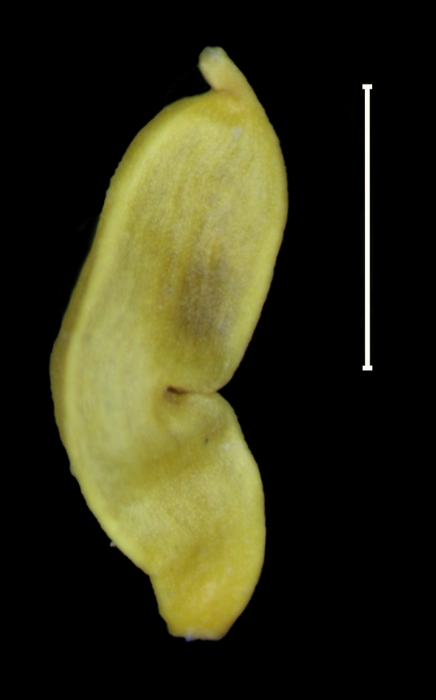 Carex caribea Achene