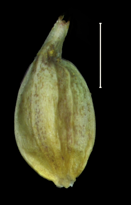 Carex catrina utricle