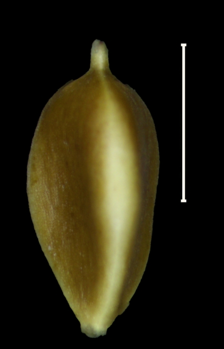 Carex catrina achene