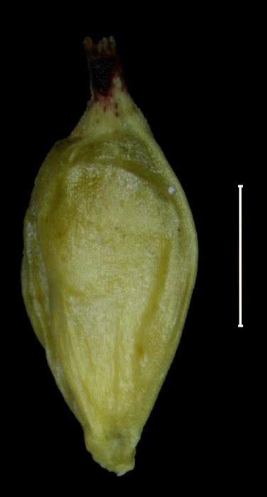 Carex colombiana utricle