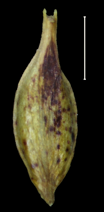 Carex comolaflor utricle