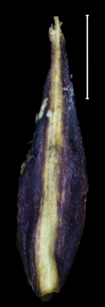 Carex comolaflor glume