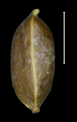 Carex comolaflor achene