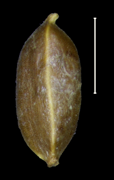 Carex comolaflor achene