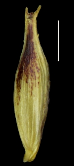 Carex mesoamericana utricle